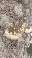 Fomitopsis betulina