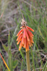 Kniphofia stricta