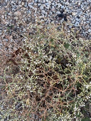 Eriogonum corymbosum