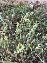 Rhinanthus serotinus