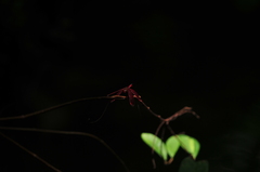 Neurothemis taiwanensis