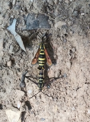 Synanthedon bibionipennis