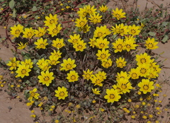 Gazania lichtensteinii