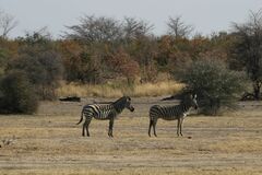 Equus quagga chapmani