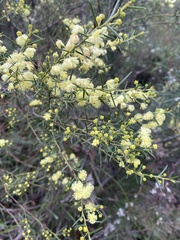 Acacia