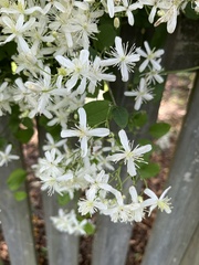 Clematis