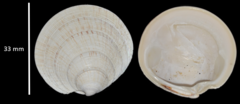 Dosinia exoleta
