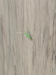 Trigonotylus caelestialium