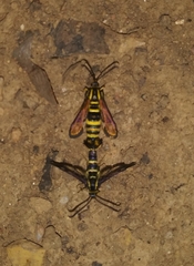 Synanthedon bibionipennis