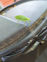 Pterophylla camellifolia