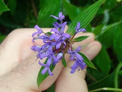 Crusea hispida