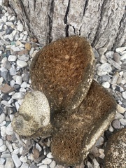 Lycoperdon utriforme