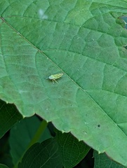 Graphocephala versuta