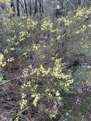 Acacia