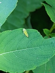Graphocephala versuta