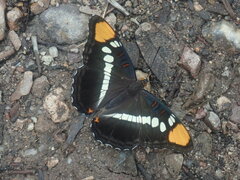 Adelpha eulalia