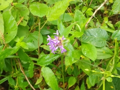 Crusea hispida