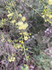Acacia