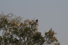 Haliaeetus vocifer