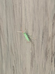 Trigonotylus caelestialium