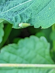 Graphocephala versuta
