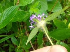 Crusea hispida