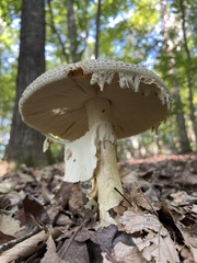 Amanita cokeri