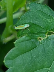 Graphocephala versuta