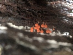 Hemitrichia decipiens