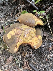 Neoboletus luridiformis