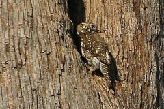 Glaucidium perlatum
