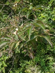 Cornus drummondii