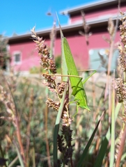 Neoconocephalus ensiger