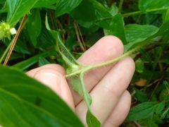 Crusea hispida