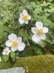 Eriocapitella hupehensis