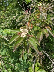 Cornus drummondii