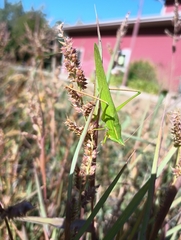 Neoconocephalus ensiger
