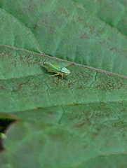 Graphocephala versuta