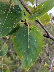 Populus trichocarpa