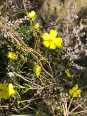 Hibbertia virgata