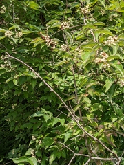Cornus drummondii