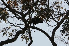 Haliaeetus vocifer