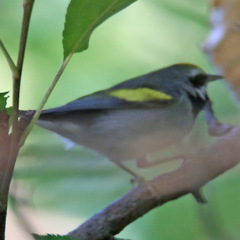 Vermivora chrysoptera