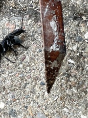 Ocypus olens