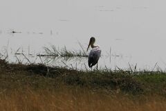 Mycteria ibis
