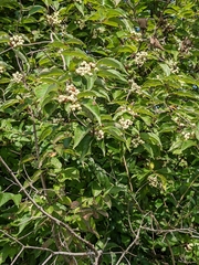 Cornus drummondii