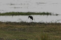 Anastomus lamelligerus