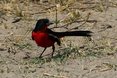 Laniarius atrococcineus