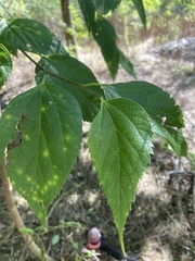 Celtis