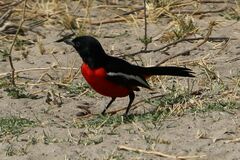 Laniarius atrococcineus